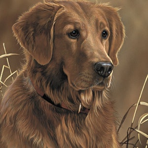 Puede incluir: Un retrato de cerca de un perro golden retriever con pelaje marrón. El perro mira hacia la derecha del encuadre con una expresión suave. El perro lleva un collar rojo con una hebilla plateada.