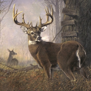Buck and Doe White Tail Deer Impending Challenge 36&quot; Deer Panel by David Textiles Deer Panel 36x44 inch  / Digital Deer Fabric Panel