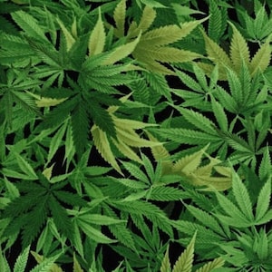 May include: A close-up image of a dark green cannabis plant with many leaves. The leaves are arranged in a random pattern and are all different sizes. The background is black.
