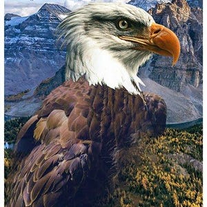 Eagle Fabric Panel / Eagle Americana 30&quot; Panel by Hoffman Call of the Wild Fabrics Quilt Fabric Panel / Quilt Fabric Panels