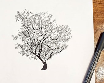 Set of 4, Coral, Sea Fans, Line Drawings, reproduction of original hand drawing