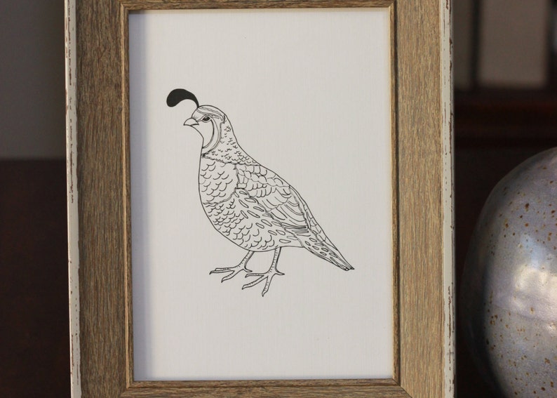 Quail Drawing, Reproduction From Original Ink Drawing - Etsy