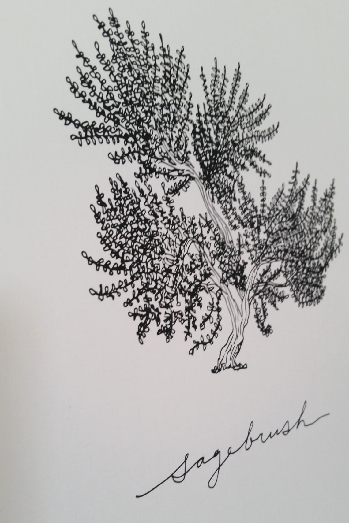 Sagebrush Line Drawing, Reproduction From Original Ink Drawing Etsy