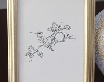Hummingbird Drawing, reproduction from original ink drawing