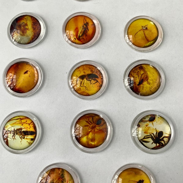 14 amber with insects bugs fossilized glass gem bubble magnets refrigerator