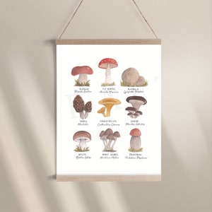 Mushroom Friends - Illustration