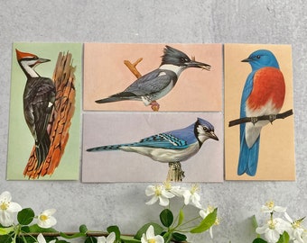 Vintage bird flash cards collection of 4: Blue jay, Bluebird, Belted kingfisher, Pileated woodpecker; 1962 McGraw Hill educational tools