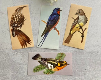 Vintage bird educational flash cards collection of four from 1962: Brown creeper, barn swallow, crested flycatcher, blackburnian warbler