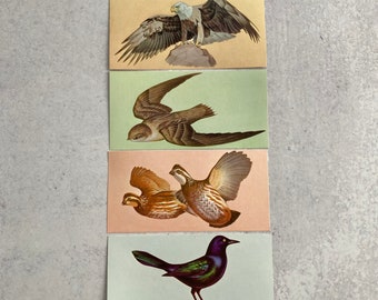 Vintage bird flash cards collection of 4: Grackle, Bald Eagle, Chimney Swift, Bob-White Quail 1962 McGraw Hill