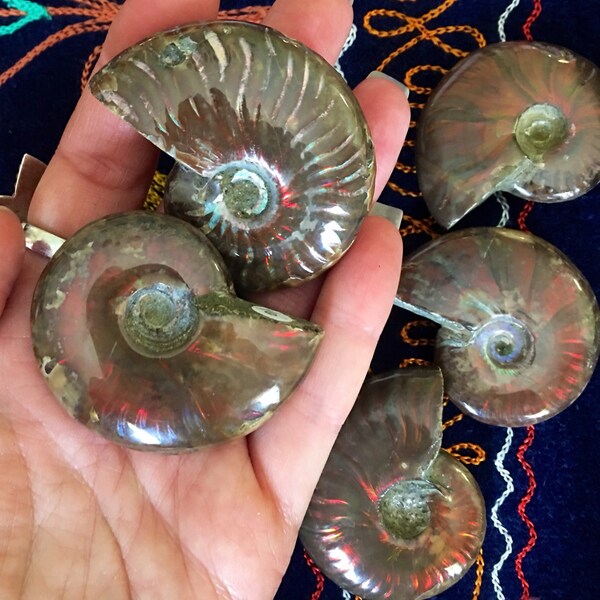 SALE! Stunning!!! Firey Opalized Ammonite, PROTECTION, Prosperity, Ancient Wisdom, EVOLUTION