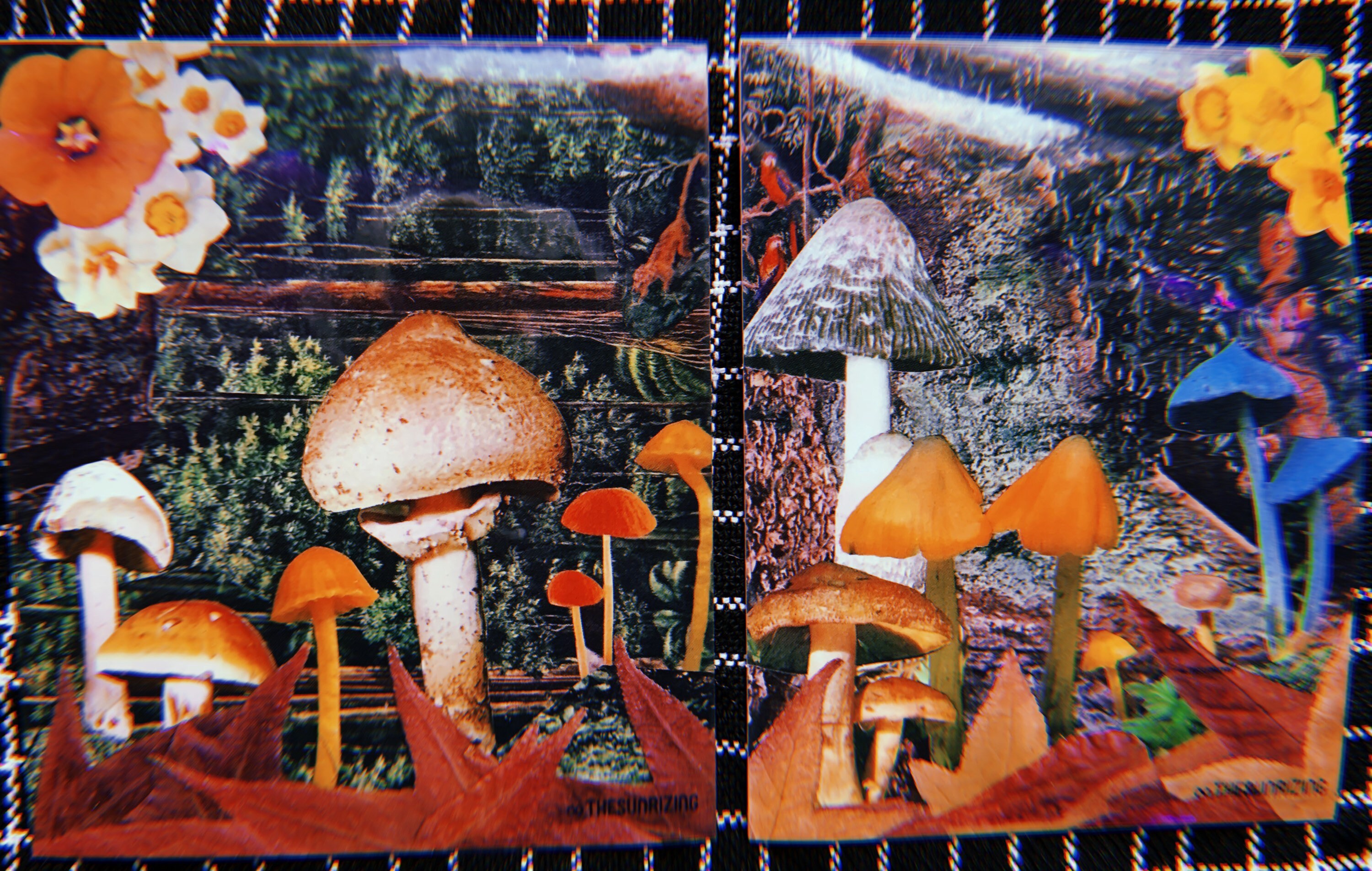 Mushroom Collage Sticker 2 pack Etsy