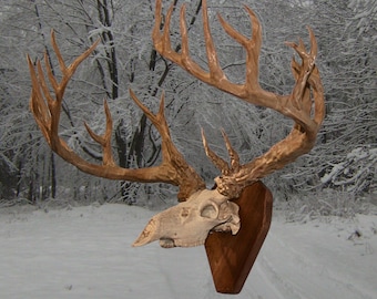 30-punts Buck-montage: Noord-Amerikaans Oddities-decor, verouderd boteffect