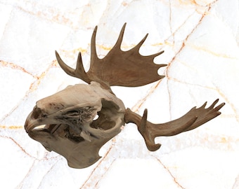 Moosealope (close cousin to the jackalope): North American Oddities Decor, Aged Bone Effect