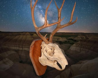 Kirschbaum-Befestigung für Jackalope-Schädel in Originalgröße: Nordamerikanische Kuriositäten, gealterter Knochen-Effekt