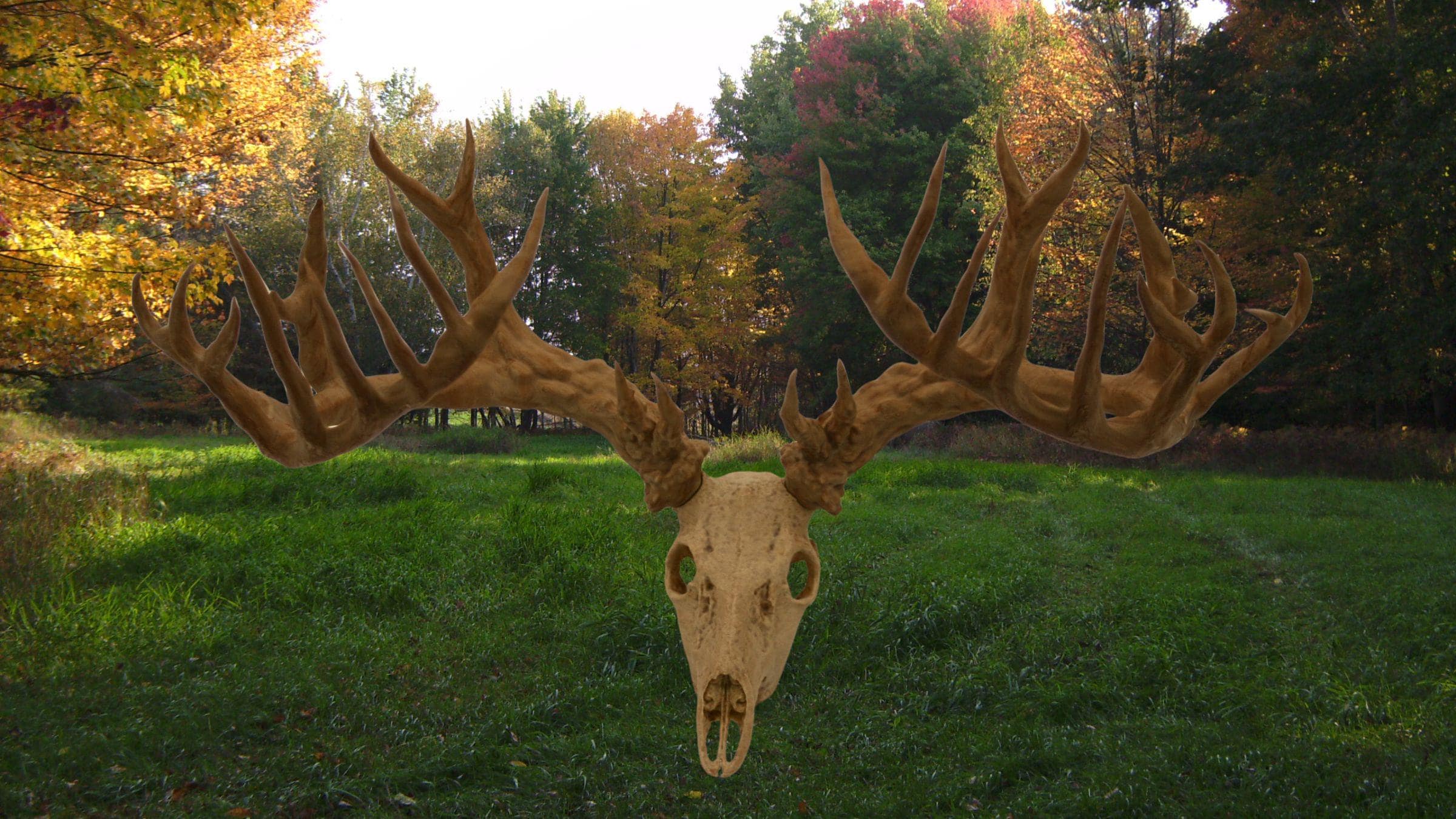 30 Point Buck: North American Oddities Decor, Aged Bone Effect - Etsy