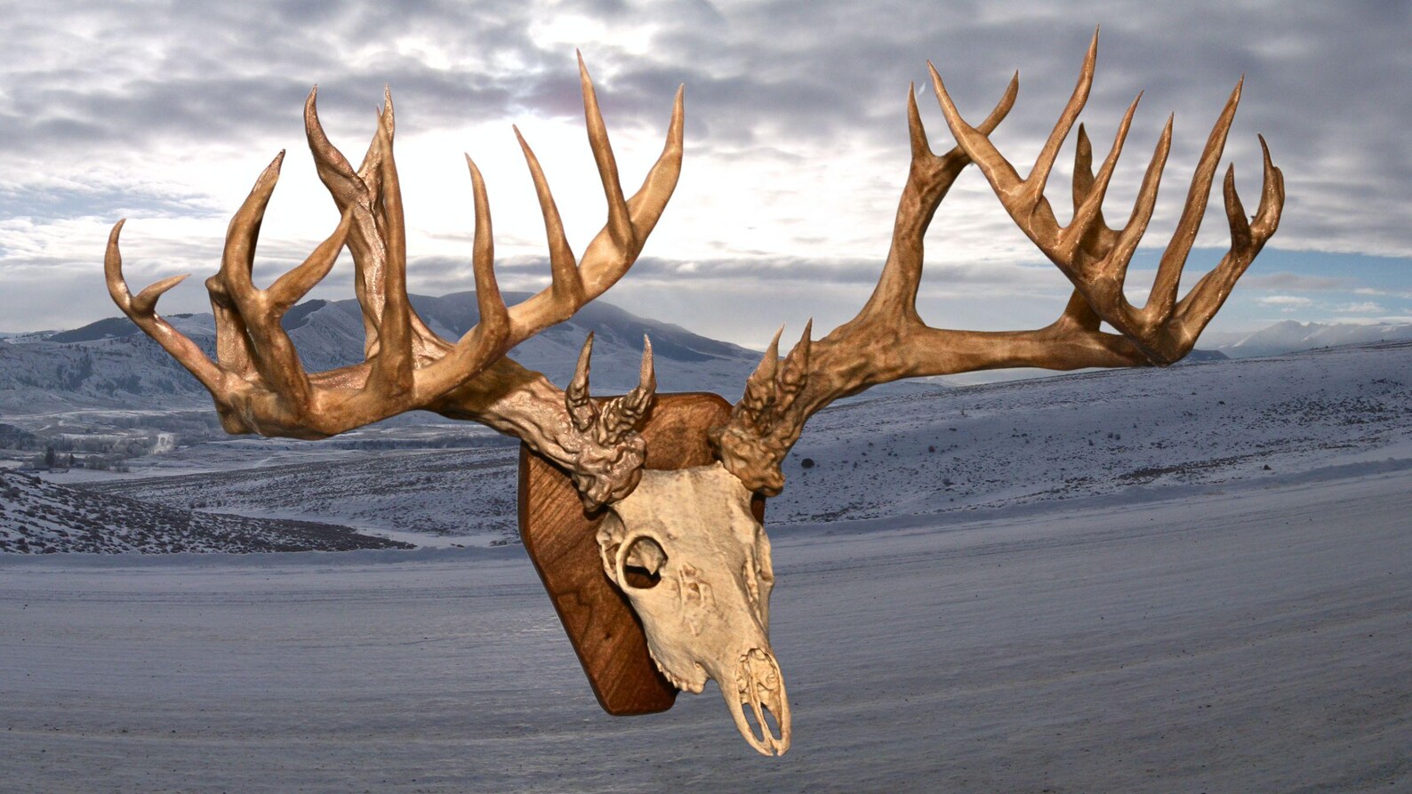 30 Point Buck Mount: North American Oddities Decor, Aged Bone Effect - Etsy