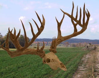 30 Point Buck: North American Oddities Decor, Aged Bone Effect
