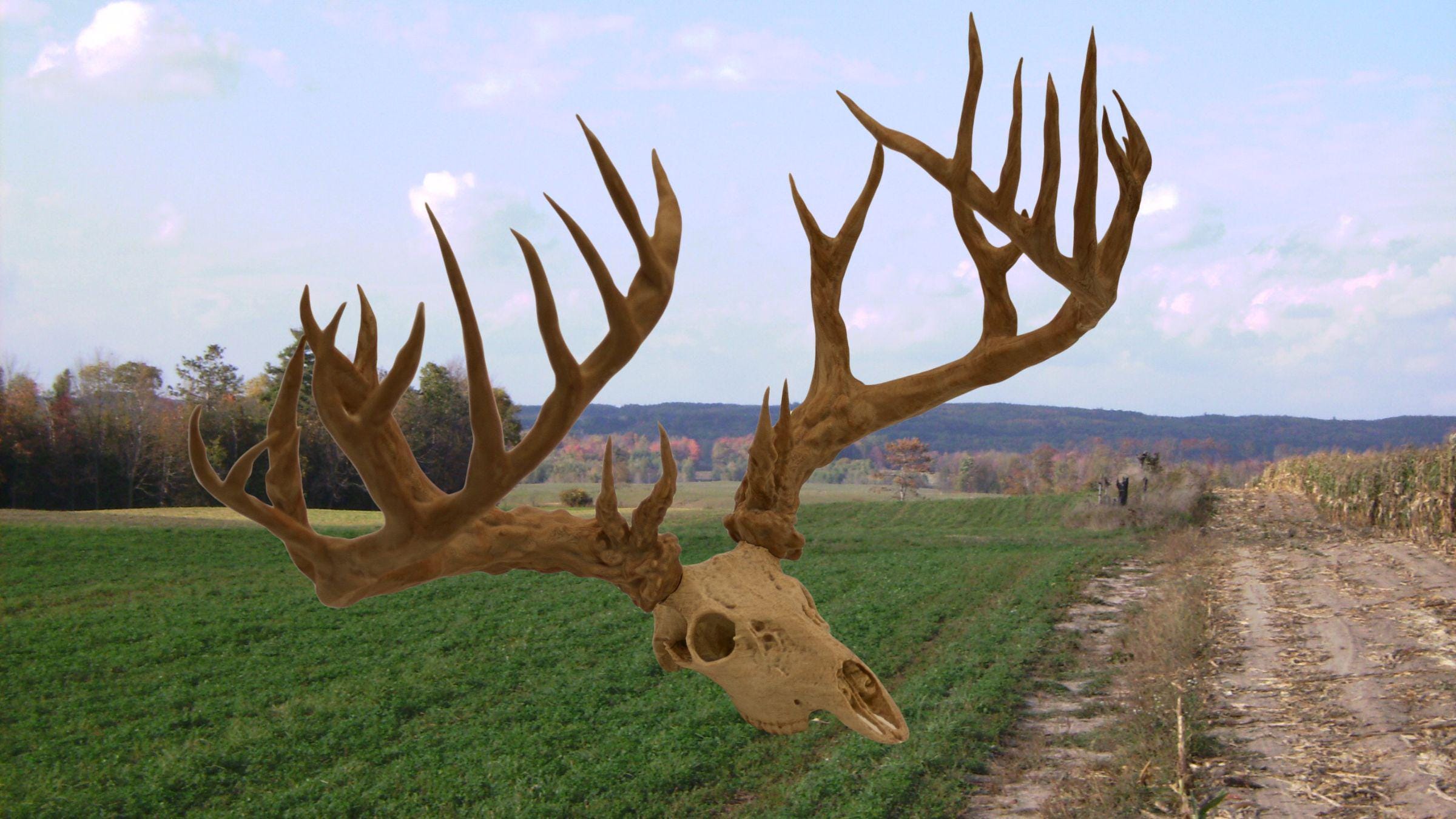 30 Point Buck: North American Oddities Decor, Aged Bone Effect - Etsy