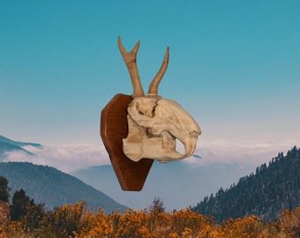 Roe Jackalope Skull Cherry Wood Wall Mount: North American Oddities Decor, Aged Bone Effect