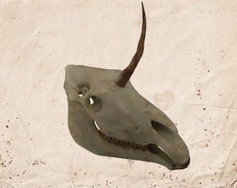 1/4 size Unicorn of Dreams : North American Oddities Decor, Aged Bone Effect