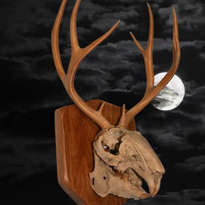 Peut inclure: Un crâne de cerf avec de grands bois monté sur une plaque de bois. Le crâne est blanc cassé et les bois sont brun clair. La plaque est de couleur brun foncé. Le fond est un ciel nocturne sombre avec une pleine lune.