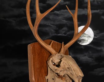 1/4 Jackalope Skull Kirschholz Wandhalterung: Nordamerikanische Kuriositäten Dekor, gealterter Knochen Effekt