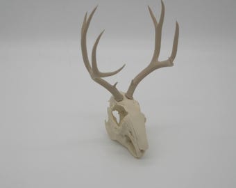 Jackalope Skull: North American Oddities Decor Blank with Mounting block back.