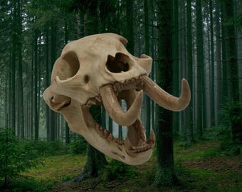 Stiff-Leg Bear Skull – Cryptid  Display Piece :North American Oddities Decor, Aged Bone Effect