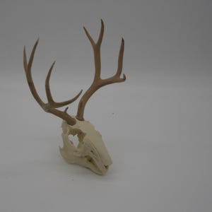 May include: A bleached white deer skull featuring a set of light brown, multi-pointed antlers. The skull is positioned at a slight angle, displaying the eye sockets and nasal cavity, with the antlers extending upward and outward in a branching pattern.