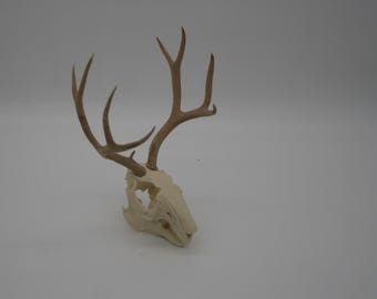 Jackalope Skull: North American Oddities Decor Blank.