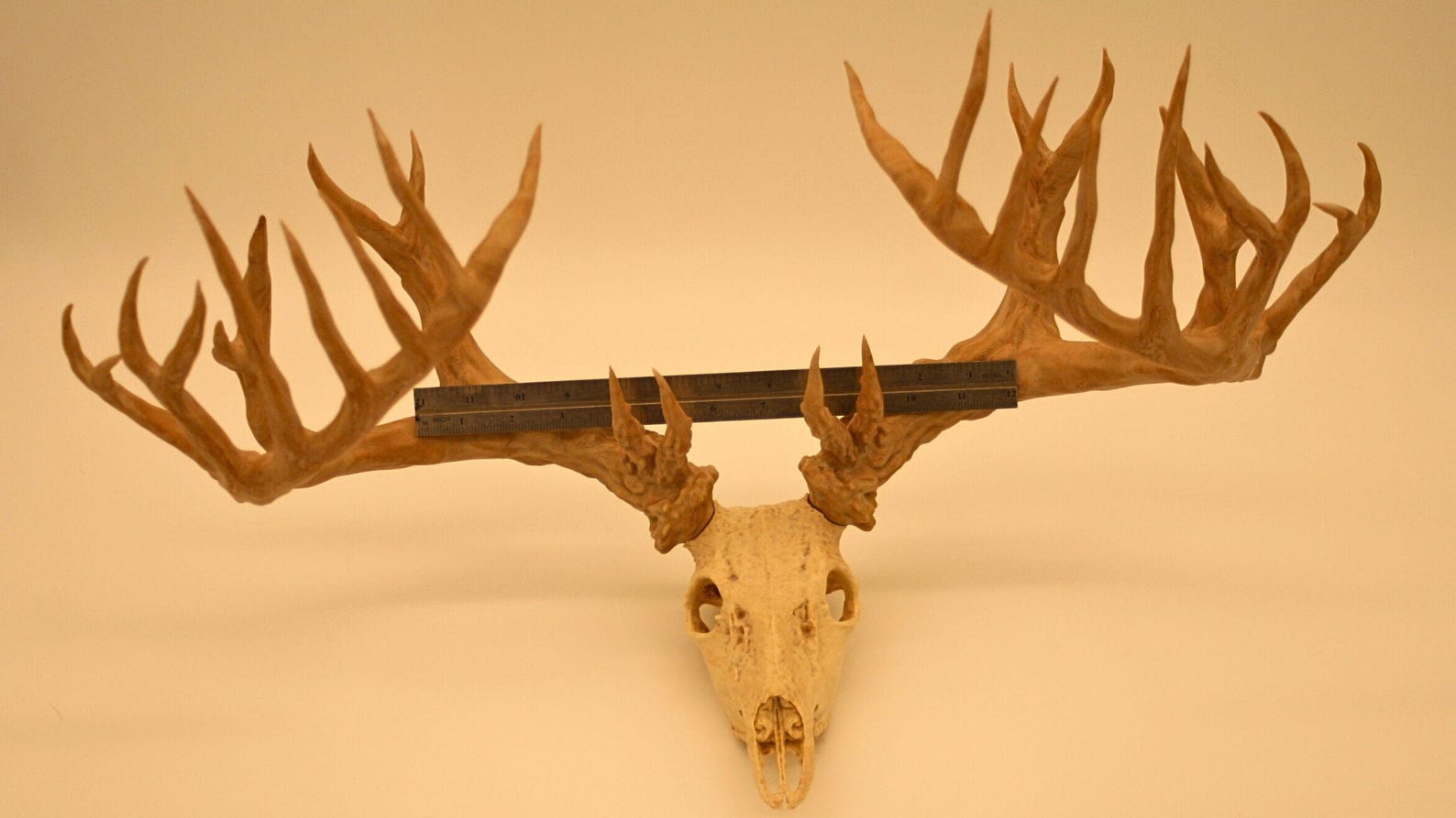 30 Point Buck: North American Oddities Decor, Aged Bone Effect - Etsy