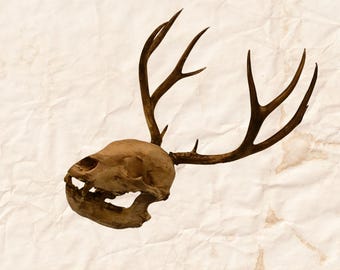 Antlered Bear Skull : North American Oddities Decor, Aged Bone Effect