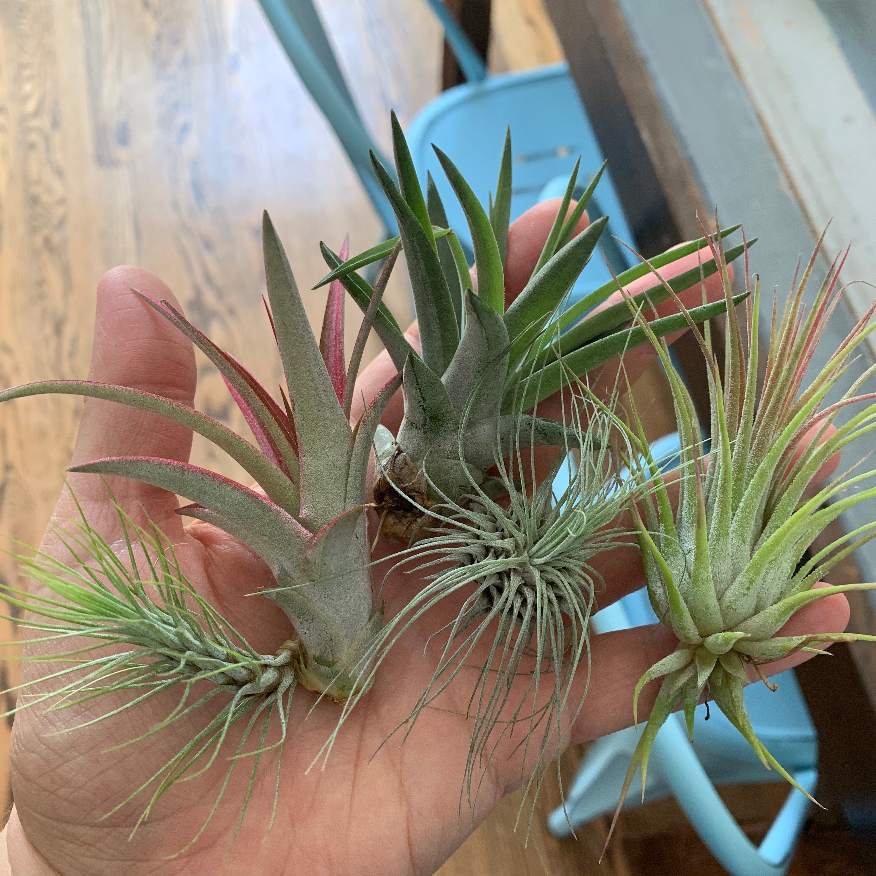 Air Plant Small Grab Bag –