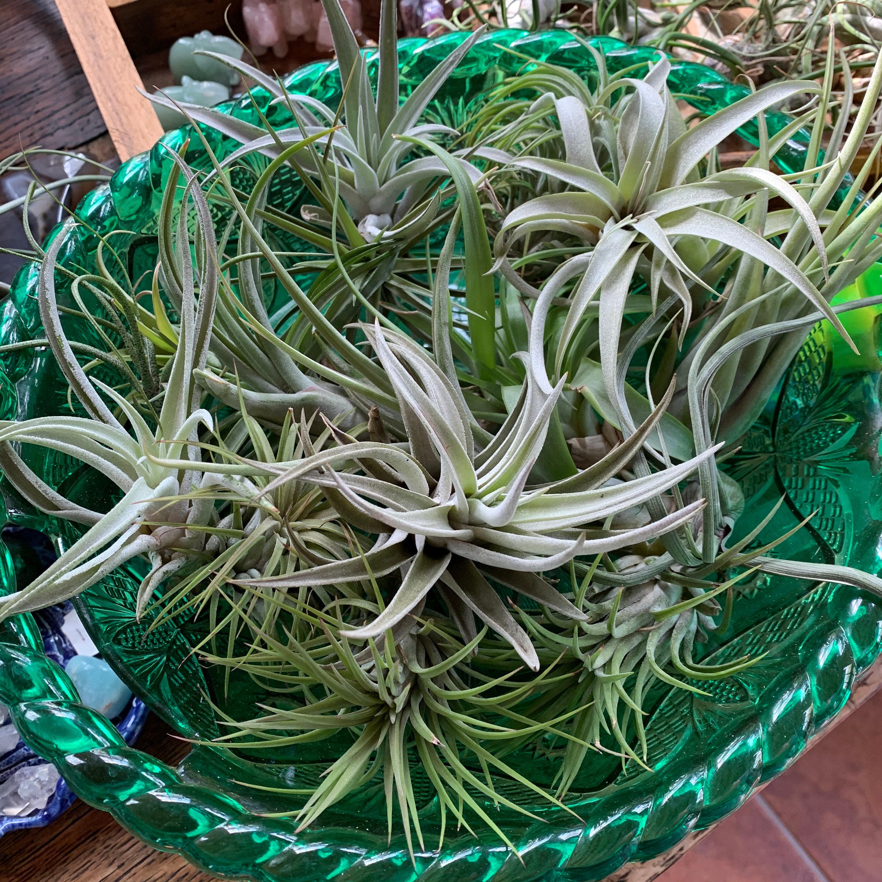 Air Plant Small Grab Bag –