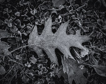 West Virginia Photography, Snow Photography, Landscape Photography, Black and White, Rustic Photography, Leaves, Leaf Photography