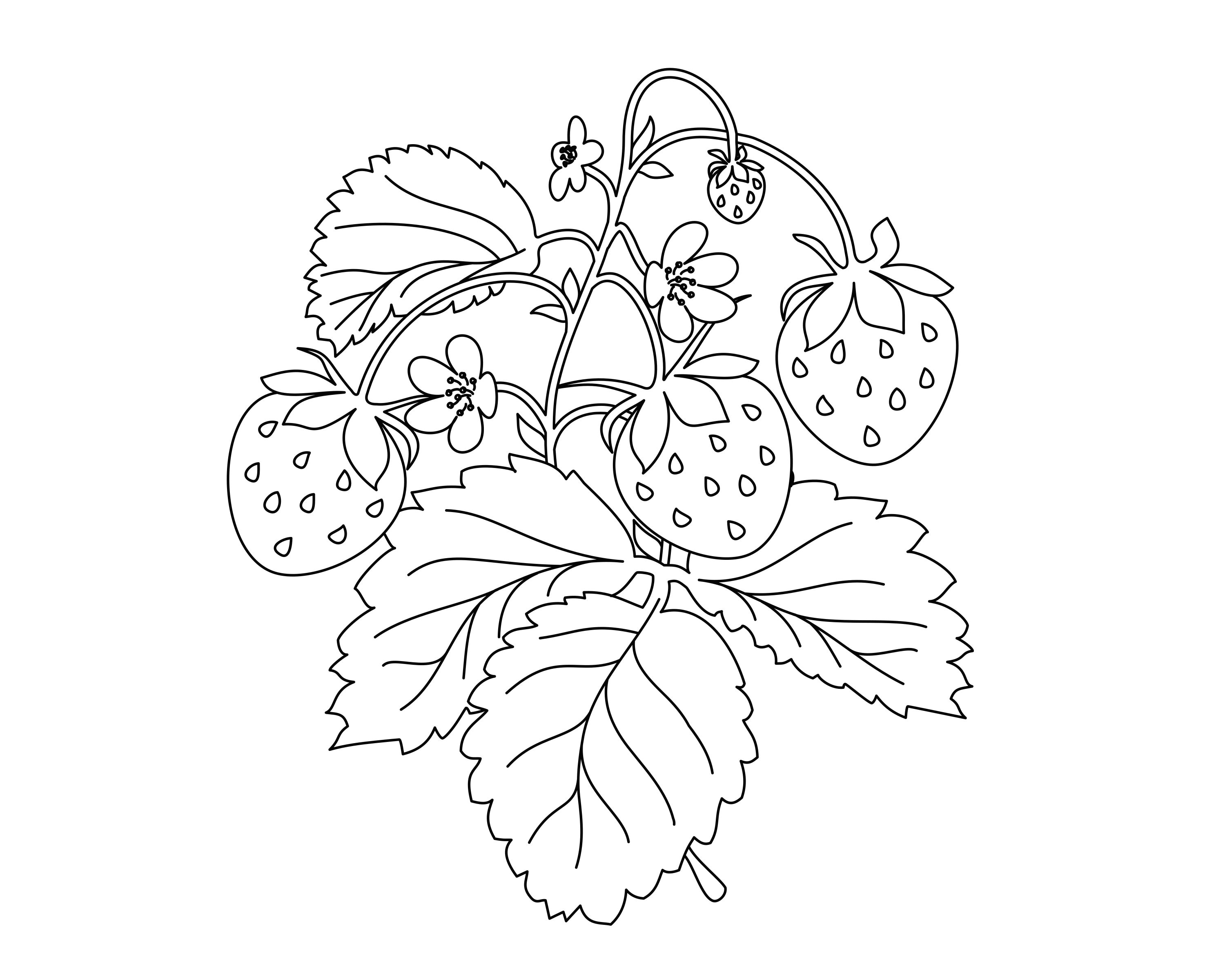 strawberry with plants drawing - Clip Art Library