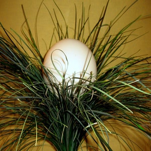 Ostrich egg image 5