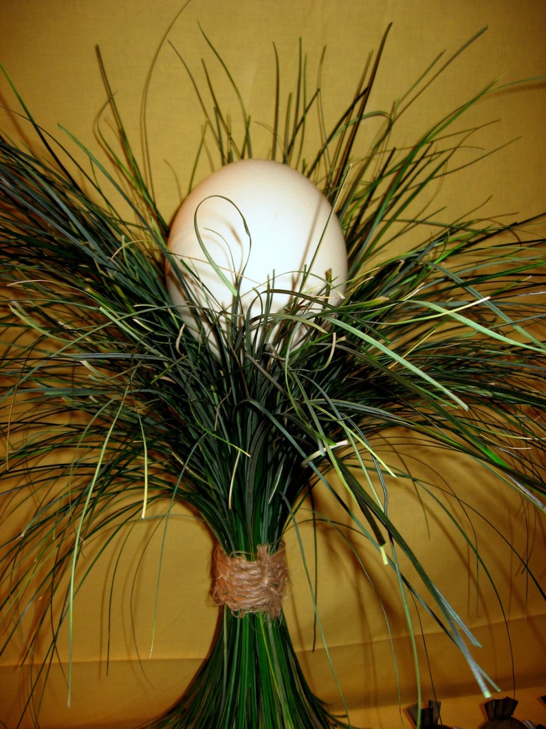 Ostrich egg image 5