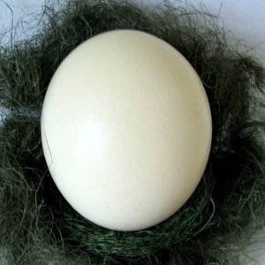 Ostrich egg image 3