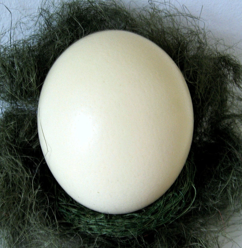 Ostrich egg image 3