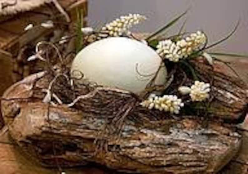 Ostrich egg image 7