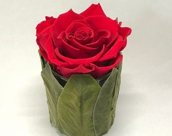 Rose im Blättertopf, Longliferose, stabilisierte Rose
