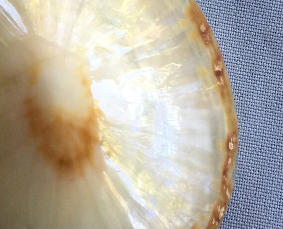 Big Shell Necklace, Shell Pendant, Shell Necklace… - image 3