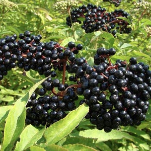 10 York Elderberry Live Bare Root Plant - One Year Old - Self Pollenating- Zones 4-8