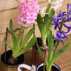 May include: Hyacinth flowers in full bloom, with pink, white, and purple flowers. The plants are in different containers: a brass pot, a copper pot, and a white enamel pitcher. Each plant is supported by a decorative metal ring, creating a charming display.