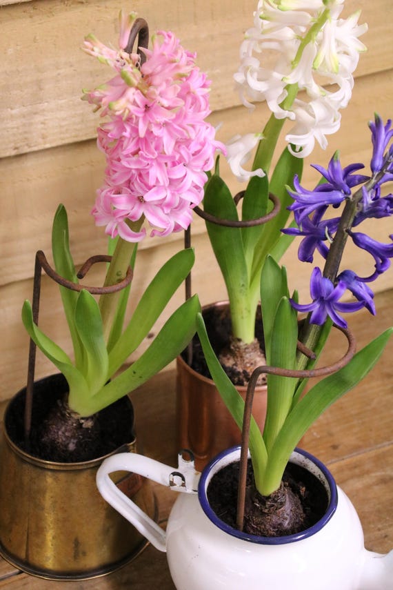 Set of Three Small Metal Indoor Plant Pot Hyacinth Flower Support. 21cm.