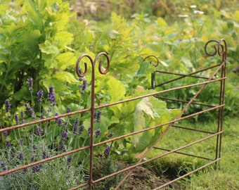 May include: A rusty metal garden fence with a decorative design surrounds a patch of lavender and green plants.