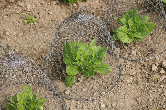 10 Cloche In Filo Di Pollo Metalliche Per Protezione Piante – Gabbie Da Giardino Con Picchetti