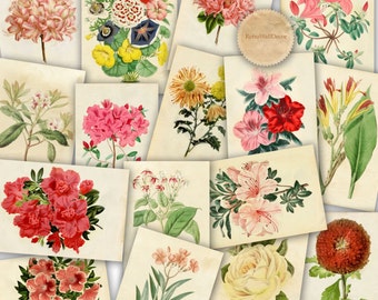 Vintage Botanical Illustration, Vintage Floral Illustration, Floral wall art, Garden flowers,Scrapbook digital paper 8x12 Buy 2 Get 1 FREE