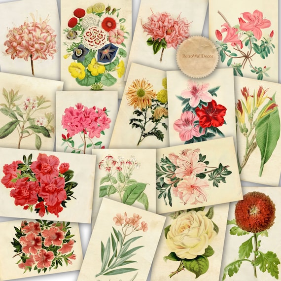 Vintage Floral Illustration: Garden Flower Prints (Digital Download)